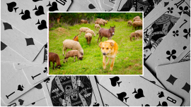 „Am câștigat la poker 80 de oi, un măgar și un câine”. Ce a făcut celebrul milionar român cu „jackpotul” nemaivăzut