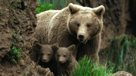 Noutățile lunii martie la National Geographic și National Geographic Wild: mistere istorice, aviație legendară și&nbsp;(…)