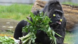 Aniversare la Grădina zoologică din Berlin. Cea mai bătrână gorilă din lume a împlinit 69 de ani