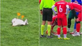 Un fotbalist a resuscitat un pescăruş lovit de minge, în timpul meciului, în Turcia | Video