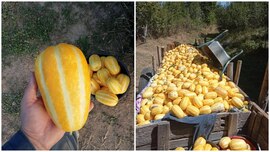 Un român a transformat agricultura într-o afacere de succes cu o cultură exotică. A vândut producția atât în (…)