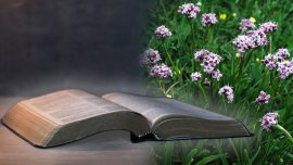 Nardul, planta miraculoasă din Himalaya și călătoria ei spre Ierusalim. Cum a ajuns să fie menționată în Biblie