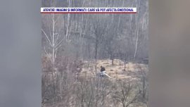 Un polițist de frontieră a fost mușcat în timpul unei misiuni. Suspectul este bănuit de contrabandă