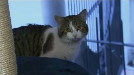 Cel mai cunoscut motan din politică sărbătorește 15 ani la Downing Street. Larry a servit șase premieri britanici