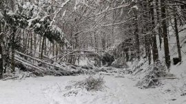 Hunedoara, sub efectele ninsorilor abundente: avarii la rețeaua electrică în cinci localități