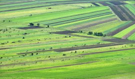 O companie olandeză îşi anunţă plecarea din România. Scoate la vânzare aproape 800 de hectare de teren agricol