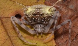 Oamenii de știință au descoperit o specie bizară de păianjen care se deghizează în ciupercă