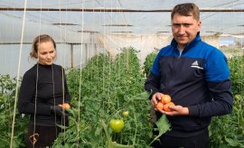 Primele roșii de la Izbiceni au ajuns în Ardeal. „A fost cel mai greu an de când am început să facem roșii&nbsp;(…)