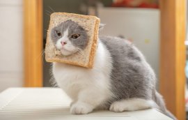 Test de cultură generală. Câte pisici există în lume?