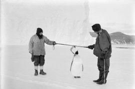 Alarmă în Antarctica: pinguinii imperiali au ajuns specie pe cale de dispariție