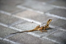 Animalele sălbatice se adaptează la viața urbană în moduri surprinzătoare, dezvăluie oamenii de știință