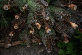 O tonă de cetină de brad confiscată de polițiști / Amendă de 2.000 de lei