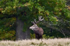 Khaled Hassan: Încercând să ștergem o identitate masculină mândră și sănătoasă, nu am eliberat societatea, ci am&nbsp;(…)