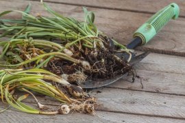 Noua metodă de plantare a bulbilor care face furori online: procedeul simplu cu cofraje de ouă