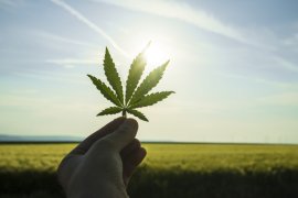 Test de cultură generală. Care este diferența dintre cânepă și marijuana?