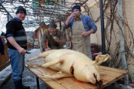 Crăciunul de altădată. Ziua de Ignat. Cum se taie porcul la olteni