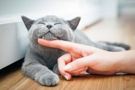 Ce înseamnă când pisica te frământă cu lăbuțele. 10 semne care arată ca felină ta te iubește