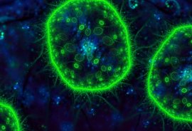 Microbii de la Fukushima duc o viață surprinzător de „obișnuită” în inima radiațiilor