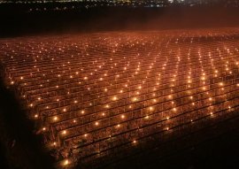 Cum au fost aprinse 4.000 de lumânări la Cluj pentru a salva cireșii de îngheț. „Am dat foc la 40.000 de euro”