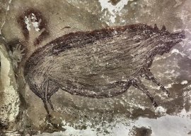 Cum au transportat oamenii porcii peste Pacific?