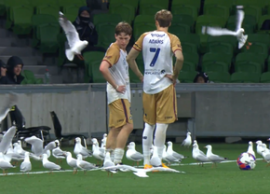 Invazie neașteptată pe teren! Meci întrerupt din cauza pescărușilor în Australia