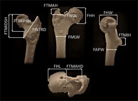 Cel mai vechi strămoș uman ar fi fost descoperit în Bulgaria