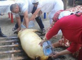 Tradiţii de sărbători: Patru români au tăiat porcul în curte în Italia și riscă închisoarea