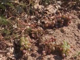 Viticultorii din Prahova câștigă procesul cu Ministerul Agriculturii: ordinul care a oprit sistemul antigrindină a&nbsp;(…)