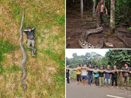 Cine este românul care a descoperit cel mai lung șarpe din lume: „Baroneasa” are o lungime de peste 7 metri și a&nbsp;(…)