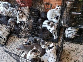 Peste 120 de pisici, găsite în condiții precare în două locuințe din Sectorul 2. Felinele s-au înmulțit necontrolat&nbsp;(…)