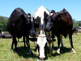 Surpriză în Europa: liderul la producţia de lapte la nivelul întregii UE vine din România. CEO-ul companiei: „În&nbsp;(…)