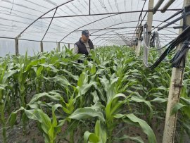 Culturi adaptate schimbărilor climatice și scumpirilor carburanților. Porumbul zaharat, noua cultură care&nbsp;(…)