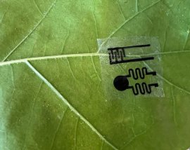 Ce vor să afle oamenii de știință cu ajutorul „smartwatch-urilor” pentru plante?