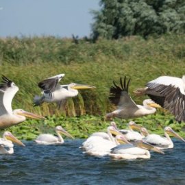 Splendoarea sălbatică a Deltei: o incursiune în universul apelor și al stufului