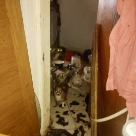 FOTO/ 25 de câini, ținuți într-un apartament din București, în condiții greu de imaginat, au fost salvați de ASPA