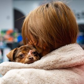 Adoptă de la Park Lake – un nou târg de adopții în Capitală