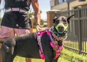 Starul din Premier League a plătit 35.000€ pentru un doberman antrenat, în fața amenințărilor cu moartea