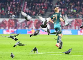 Stadionul de 5 stele unde stăpâni sunt porumbeii » Nimic nu are efect împotriva lor