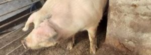 Un nou focar de porcină africană a fost confirmat în judeţul Botoşani