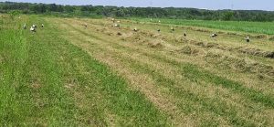 Rezerva de apă în cultura grâului de toamnă, apropiată de optim în cea mai mare parte a zonelor de cultură