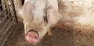Vaslui: Caz de pestă africană la un porc dintr-o gospodărie din Valea Mare