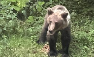 Prefectura Neamț, reacție după atacul de la Bicazu Ardelean