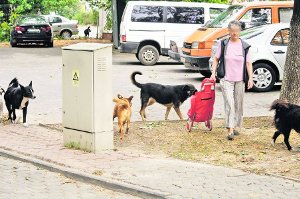 Despre maidanezi, ultimele ştiri