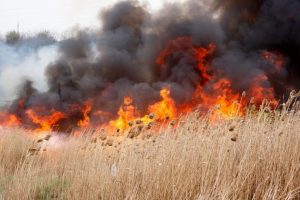 Italia: Un incendiu forestier într-o localitate din Toscana a dus la evacuarea a 600 de persoane