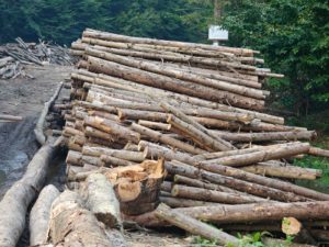 Bacău: Propunere de trimitere în judecată pentru 17 persoane acuzate de infracţiuni silvice; prejudiciu de aproape (…)