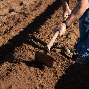 Pași esențiali pentru pregătirea terenului înainte de plantare