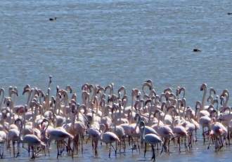 Locul din România care s-a umplut de păsări flamingo roz. Se află în apropiere de Constanța | FOTO