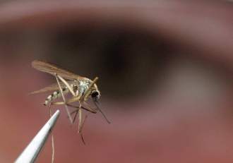 Virusul West Nile face victime în România! 21 de cazuri au fost raportate la noi în țară. Cum ne putem proteja