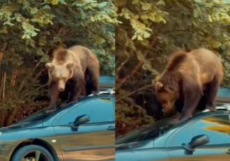 Panică pe șosea! Imagini virale cu un urs care se plimbă pe o mașină parcată pe marginea drumului | VIDEO