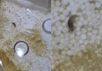 Imagini revoltătoare! Ce a filmat un localnic din Câmpina în apa care curge la robinet: